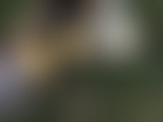 A dog smelling around a post.