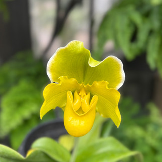 A yellow orchid