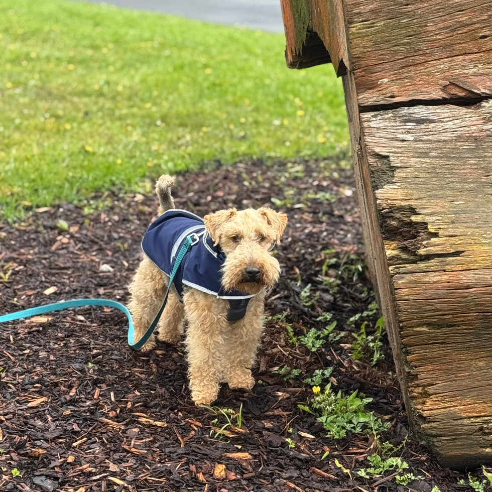 Winston exploring.