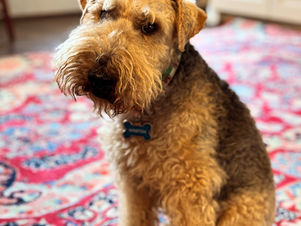 Social Ambassador Winston