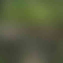 An old home and surrounding land was donated to makeup the preserve.