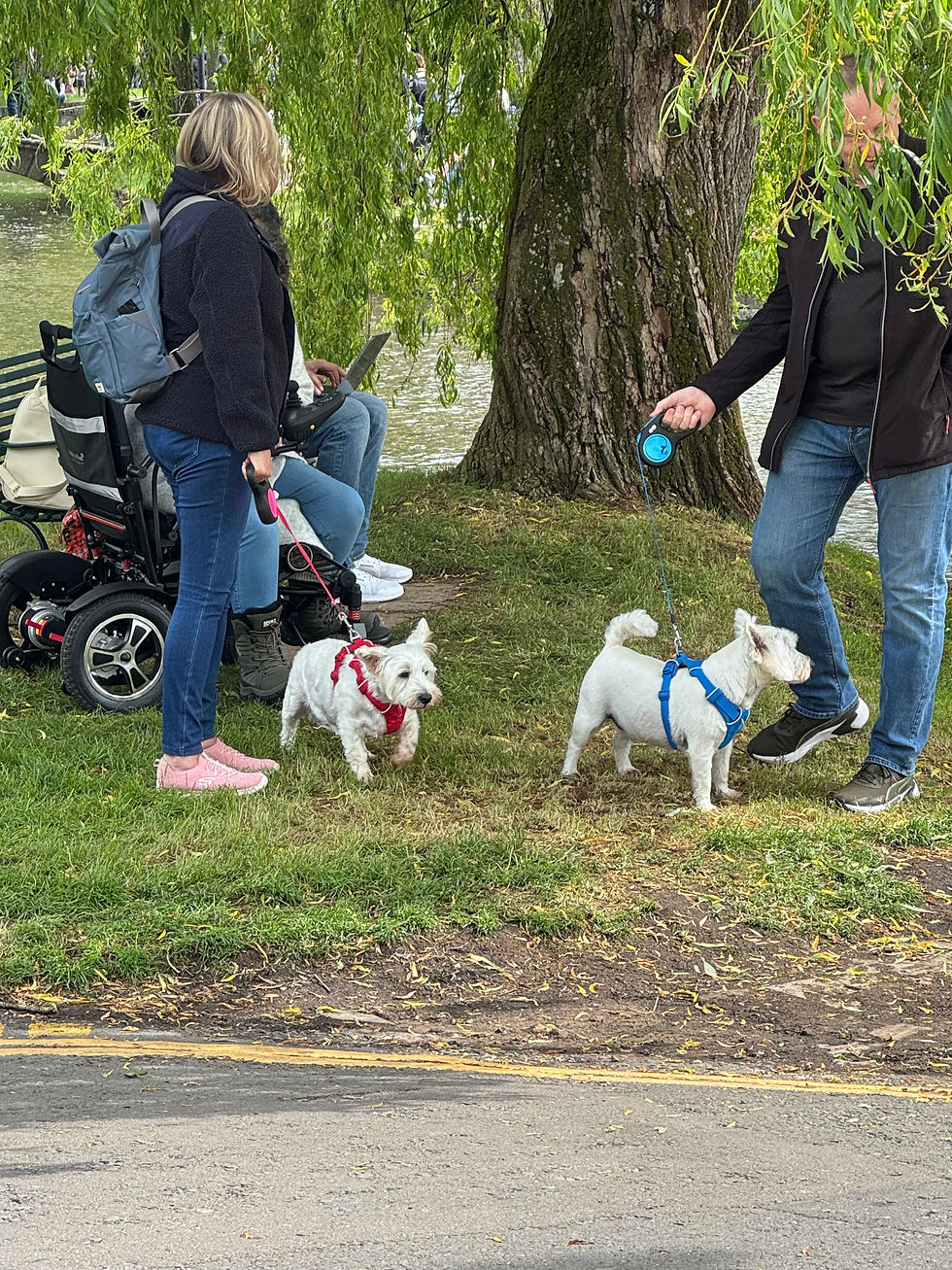 dogs enjoying a day out.