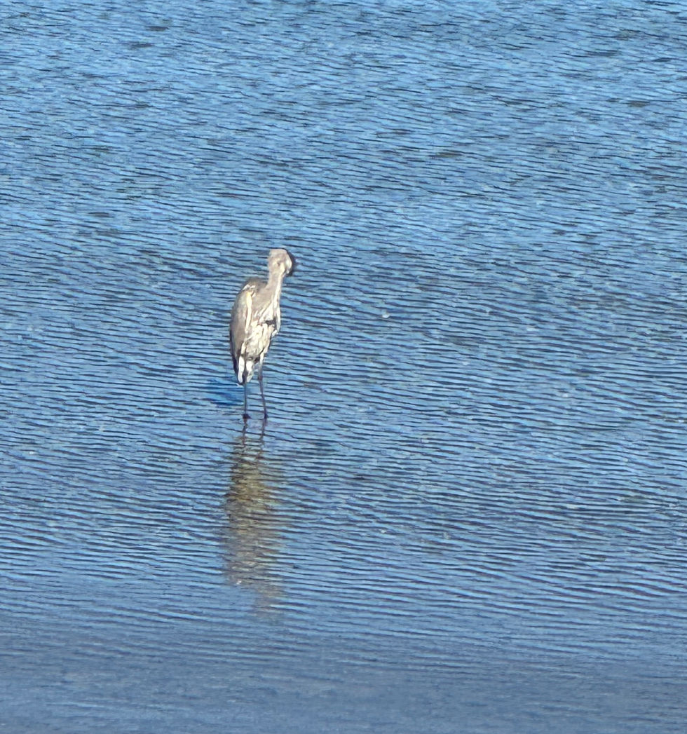 Sand Hill Crane resting in shallow waters of Lake Michigan.
