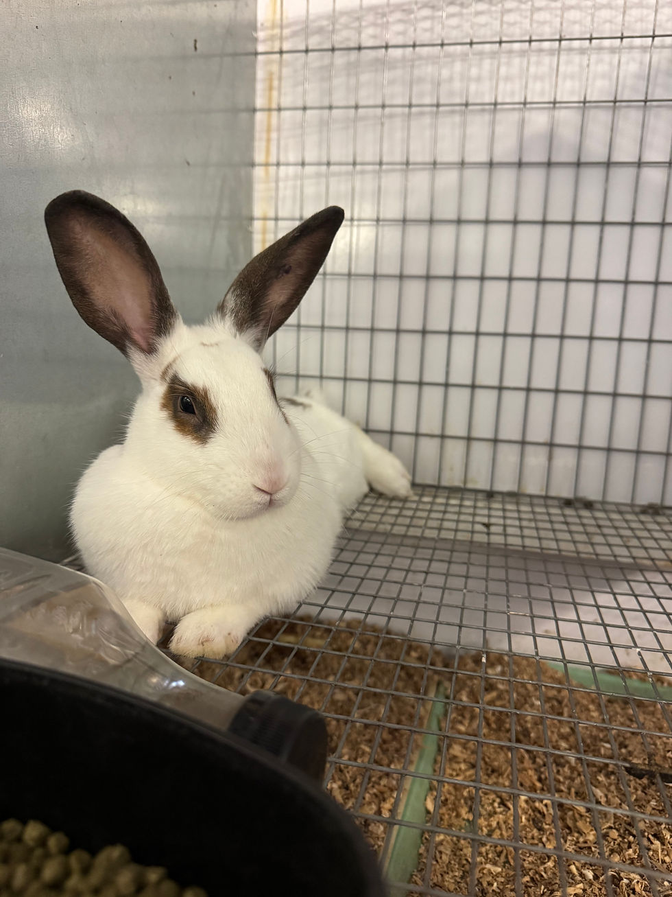 a bunny resting