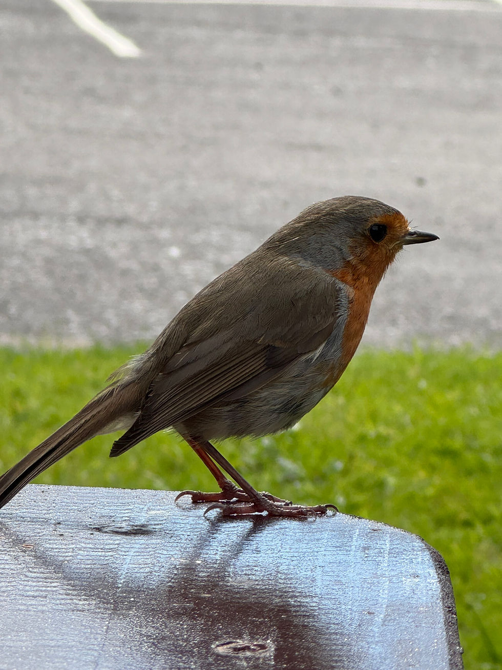 A bird sitting on our table.