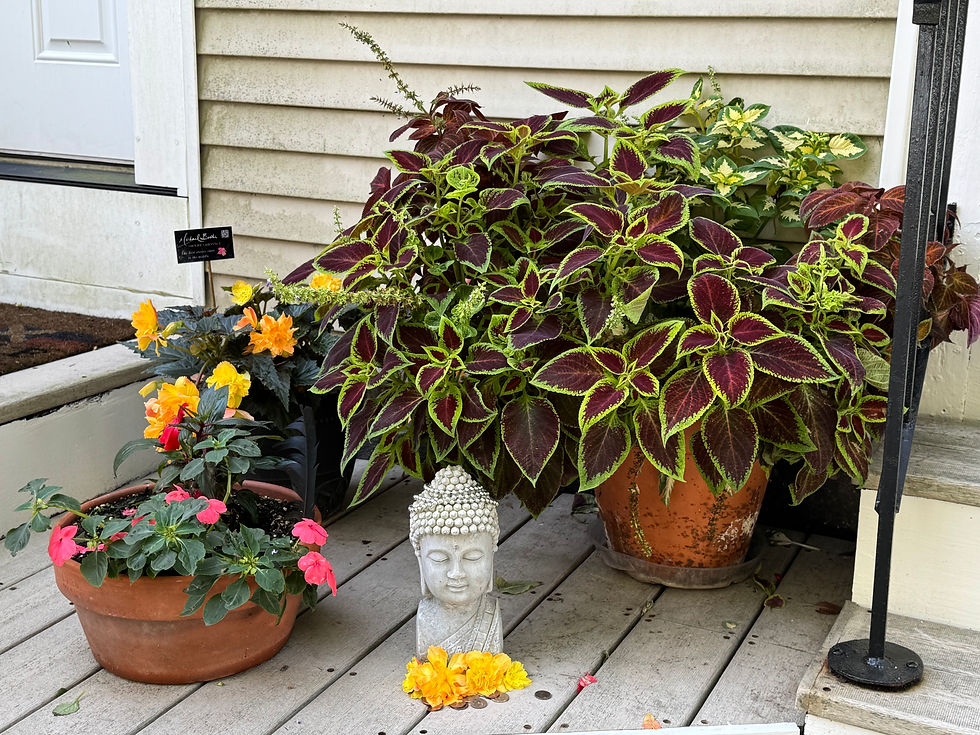 a little garden in Camden