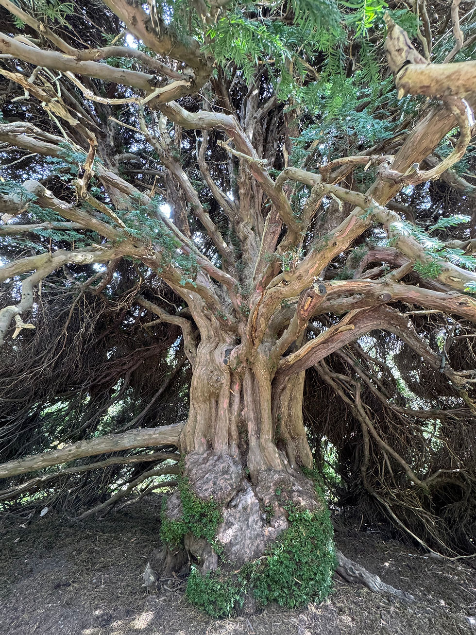 standing under a Yew