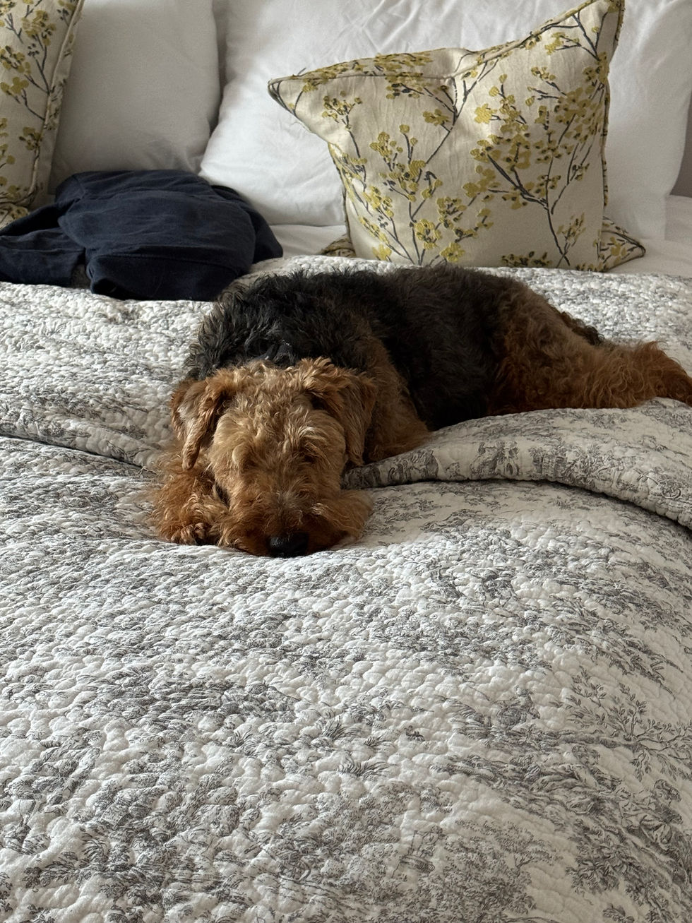 Reclining dog