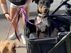 two dogs going for a walk