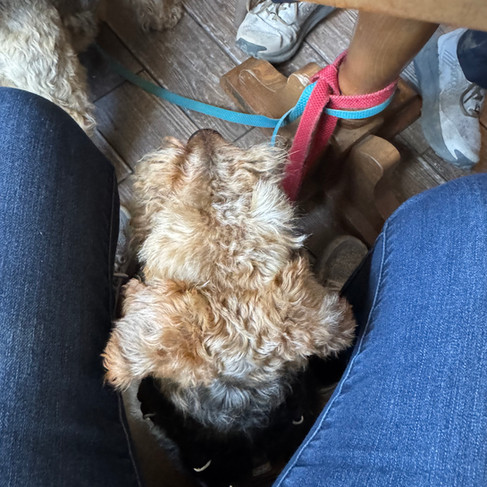 Maisie keeping an eye on Mummy.