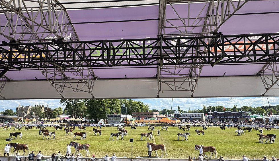 Scottish horses parading