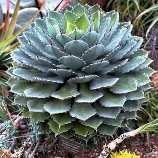 A beautiful shaped cactus.