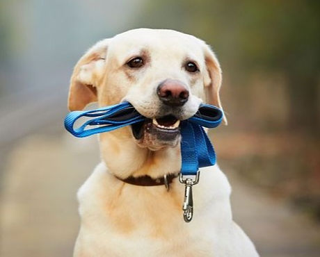 quelle-laisse-choisir-pour-mon-chien_edited.jpg