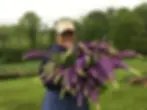 A woman holding a large bunch of deep purple, lupine flowers.
