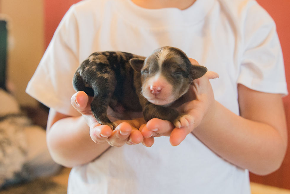 F1 Standard Aussie Doodles 2 days old