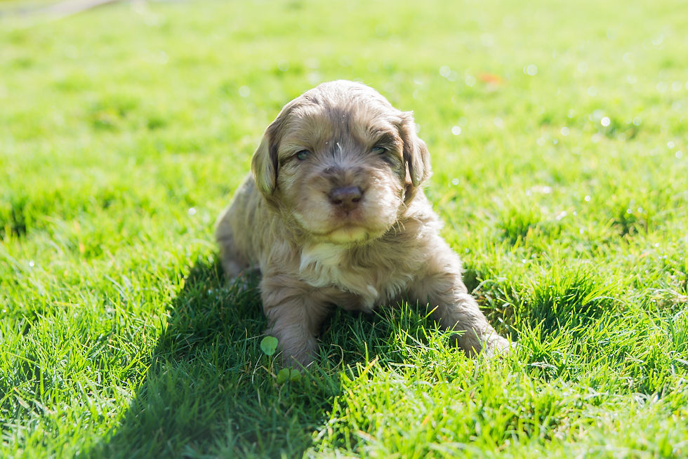 F1 Mini Aussie Doodles 4 Weeks Old