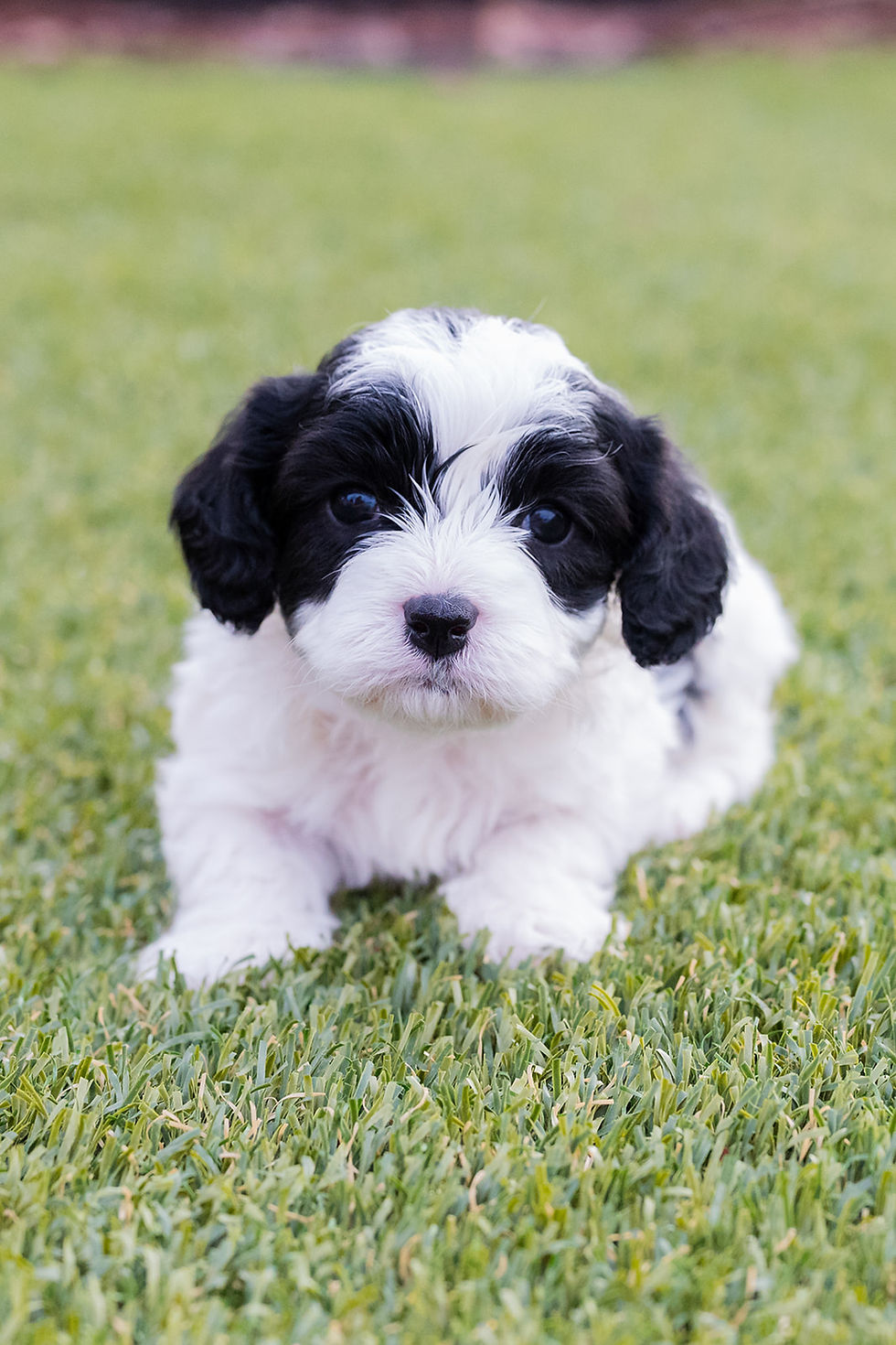 Thumbnail: Bandit (Male) | f1b toy cavapoo | 7-15 lbs | Mac+Bruno