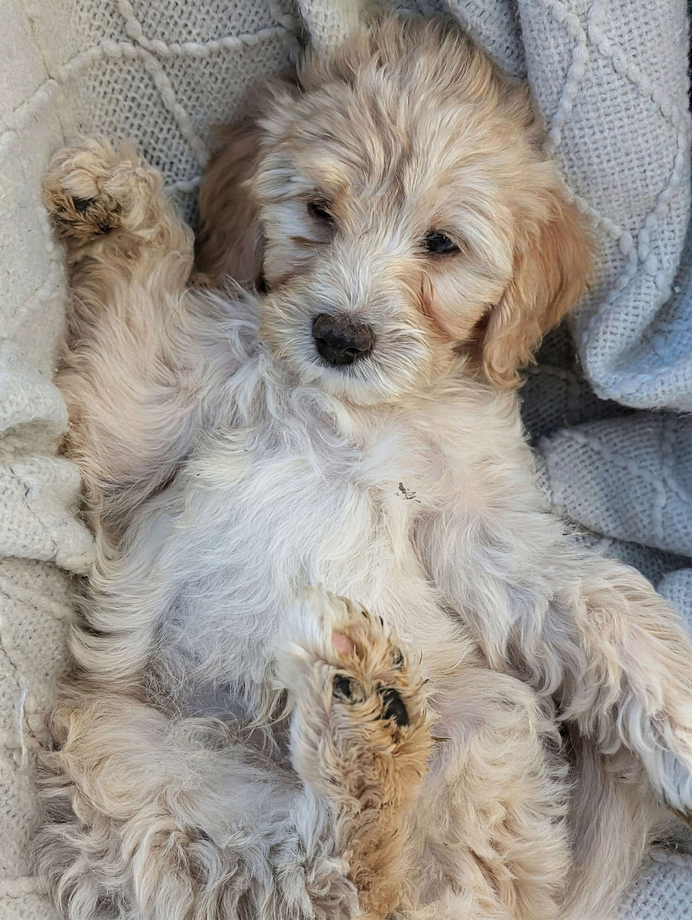 Thumbnail: Draco | male f1b micro goldendoodle | 10-20 lbs | (Bellatrix+Meatball)