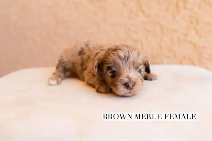 brown merle female 3 wks.jpg