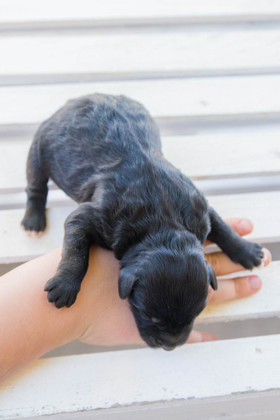 F1 Mini Aussie Doodles Newborn