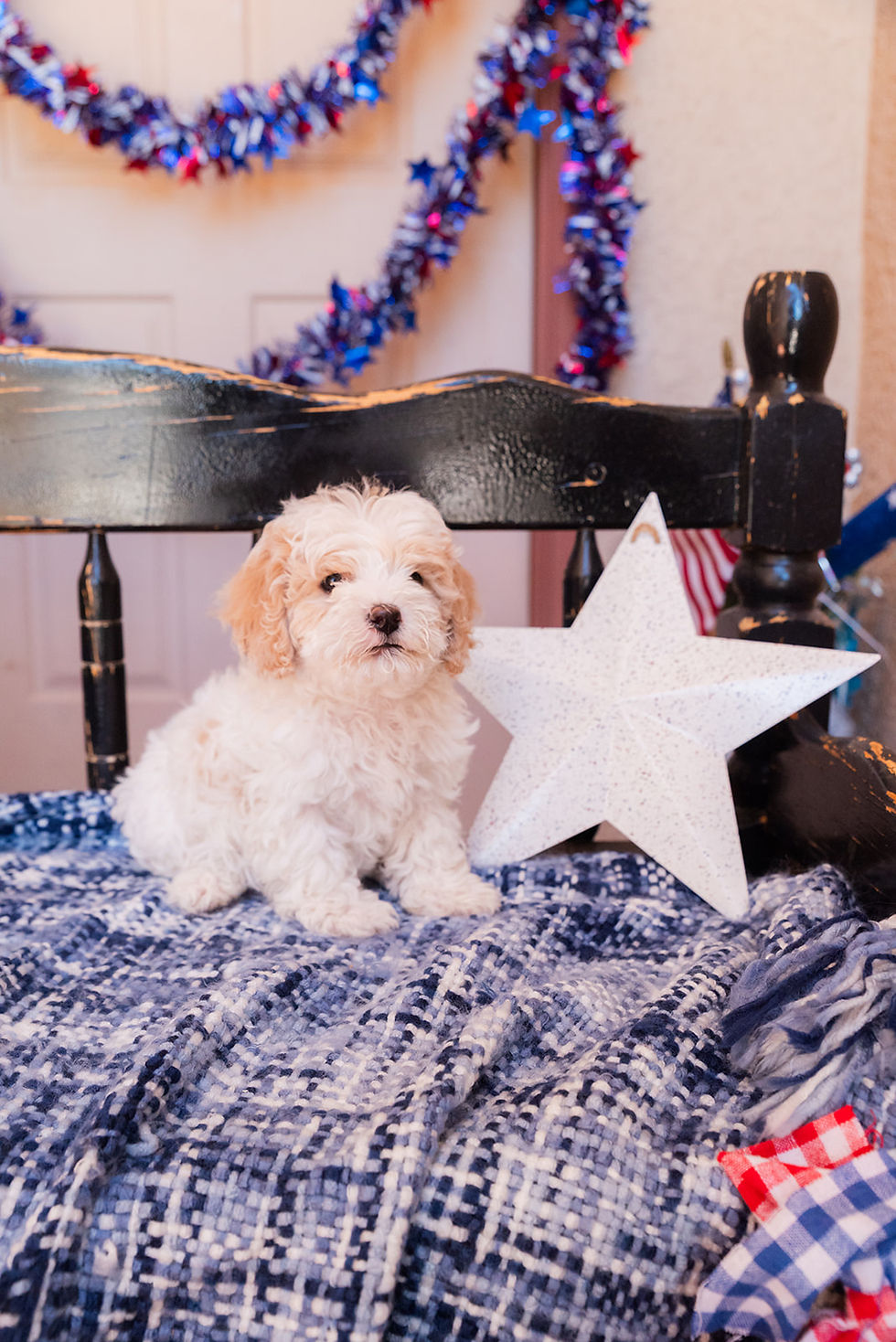 Thumbnail: Cash (Male) | f1b toy cavapoo | 7-15 lbs | Mac+Bruno