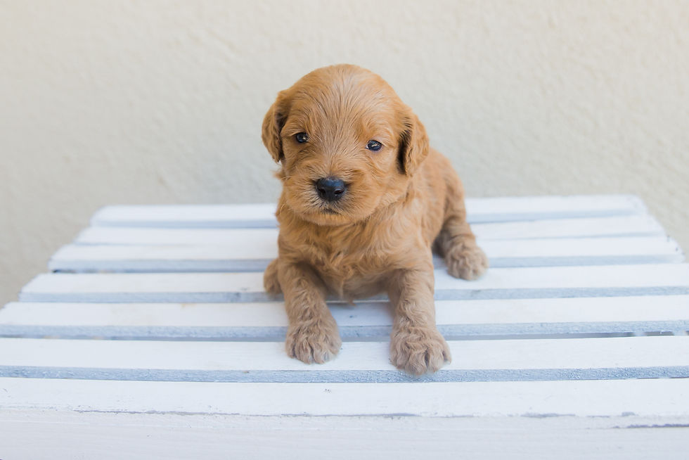 F1 Mid-Size Golden Doodles 3 Weeks Old
