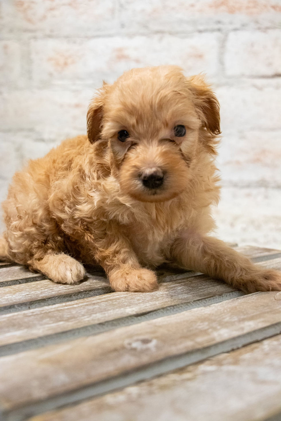 Red boy | f1b micro mini (15-25 lbs) Goldendoodle | Charlee + Meatbal