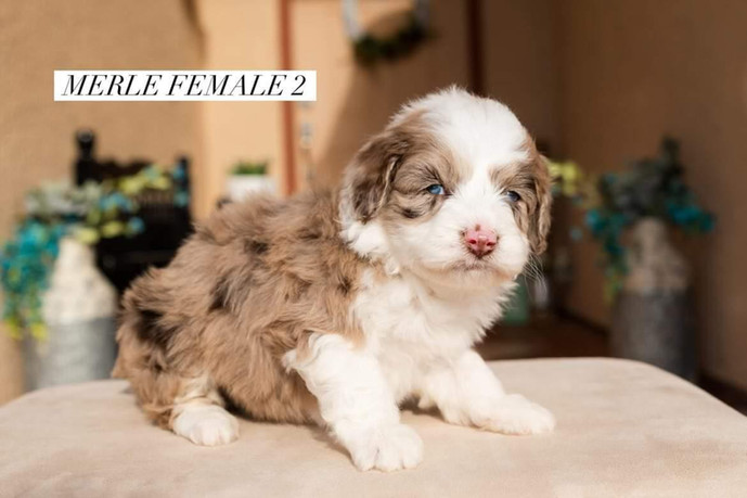 merle female 2 5 wks.jpg