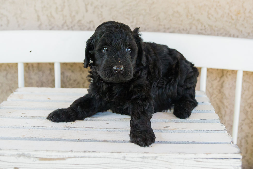 F1B Mini Golden Doodles 5 Weeks Old