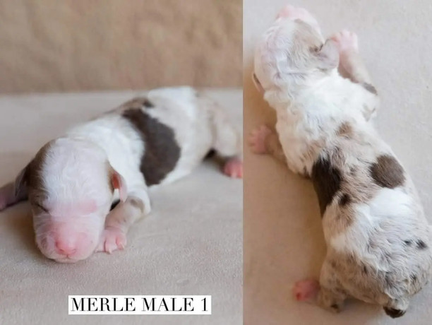 Merle Male 1.jpg