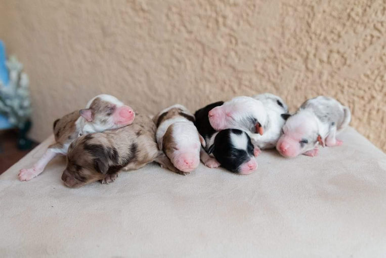 all 6 pups 2.jpg