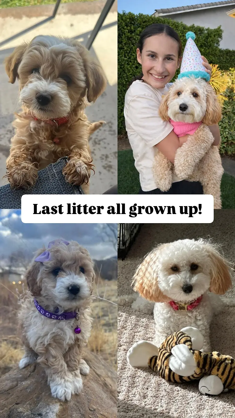 Thumbnail: Mickey | male f1b micro goldendoodle | 10-20 lbs | (Hermione+Meatball)