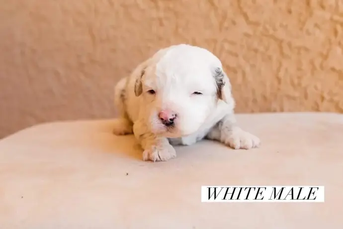 white male 3 wks.jpg