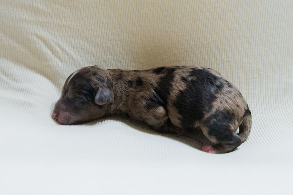 F1B Mini Aussie Doodles Newborn