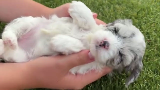 Thumbnail: Dakota (female) | f1b toy cavapoo | 7-15 lbs | Mac+Bruno