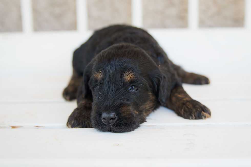 F1B Mini Golden Doodles 3 Weeks Old
