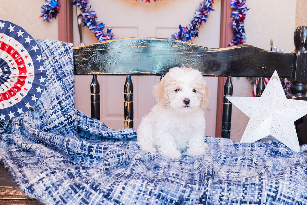 Thumbnail: Cash (Male) | f1b toy cavapoo | 7-15 lbs | Mac+Bruno
