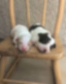 Thumbnail: Leo (male) | f1b toy cavapoo | Minnie+Bruno