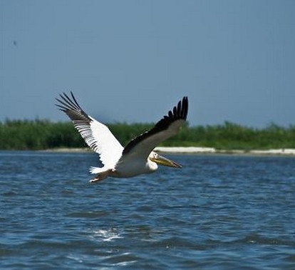 Pélican dans le delta du Danube 2_0.jpg