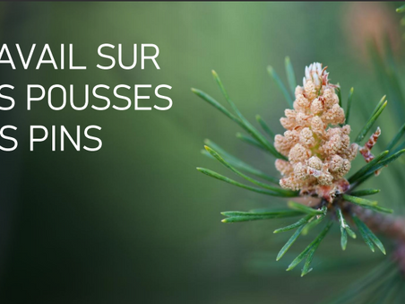 TRAVAIL SUR LES POUSSES DES PINS