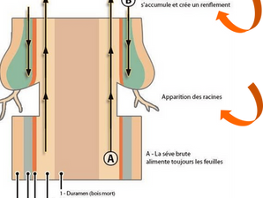 Le marcottage
