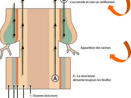 Le marcottage