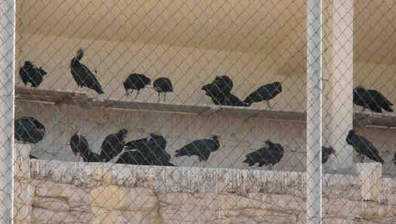 ibis.jpg