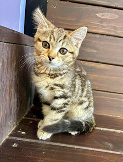 fc249d0542215769b86d1ce3713f997e