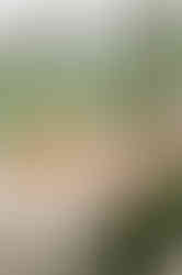 spring coral peach orange floral picnic table birthday party vintage