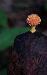 mushroom_edited.jpg