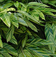 alpinia.jpg