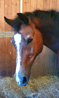 My horse, Robbie