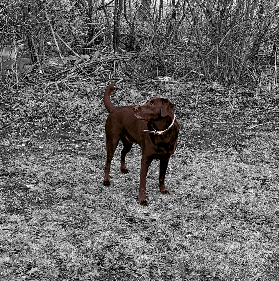 Canine Candids