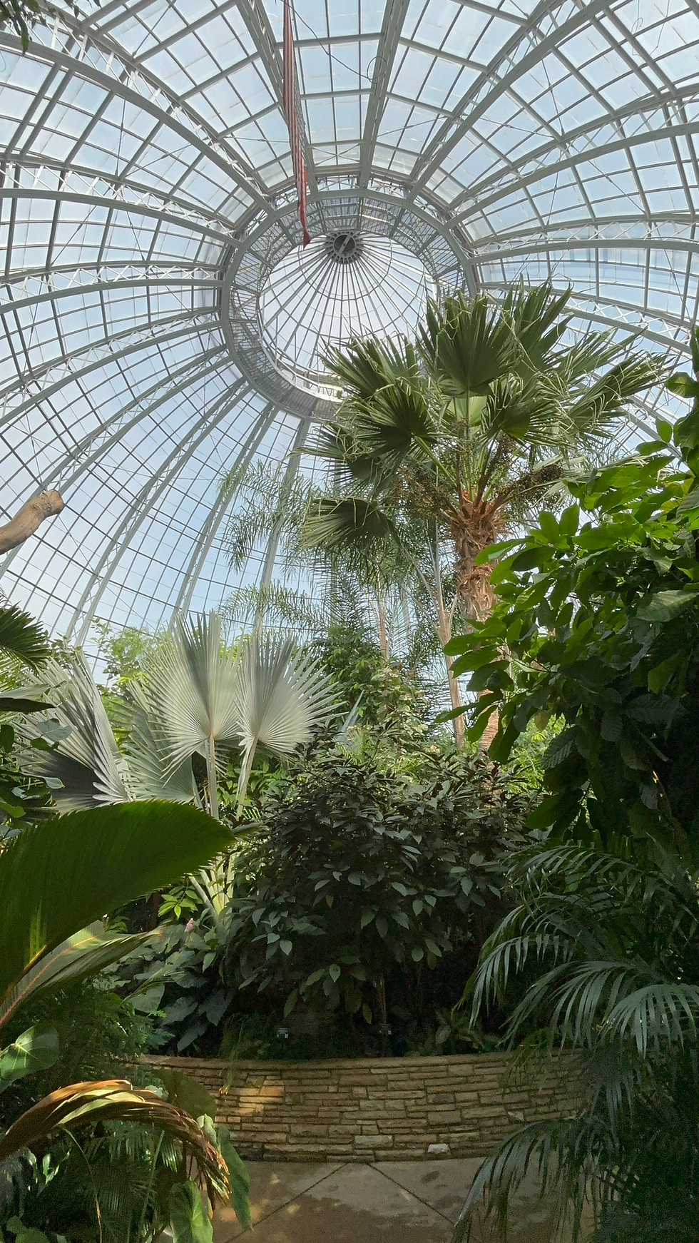 The Center Of The Conservatory Has Some Tall Palm Trees!